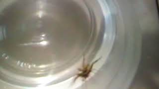 Jumping spider vs wolf spider [upl. by Etnaik522]