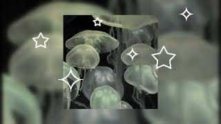 ✦ A Jellyfish Playlist [upl. by Flessel]