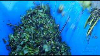 Hyacinth Aquatic Weeds Shredding  Mobile D [upl. by Aryaz]