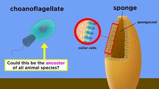 The Origin of Multicellular Life Cell Specialization and Animal Development [upl. by Anaud]