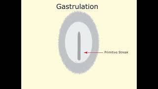 Chick Gastrulation and Neurulation [upl. by Anerak]