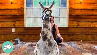 Gentle Llama Pops Into A Yoga Class She Gives Everyone A Cuddle  Cuddle Buddies [upl. by Airbmac573]