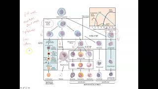 Unit 3 Part 2 Hematopoiesis [upl. by Ramedlaw]