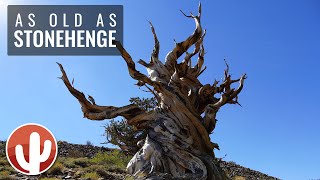 Ancient Bristlecone Pine Forest  Discovery Trail at Schulman Grove  California [upl. by Torry]