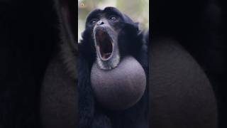 Siamang Gibbons Sounds Screaming Gibbons [upl. by Cissy855]