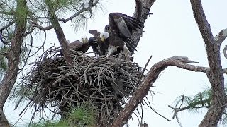 SWFL EaglesMore Survival Lessons With Two PreyH amp M Attempt StealsE9 Aggressive 041817 [upl. by Nahgeam231]