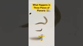 What Happens in Three Pieces of Planaria shorts [upl. by Ahsyla]