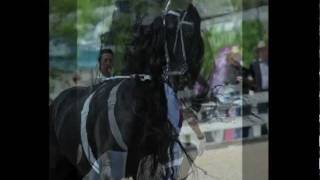 FPS Friesian Stallion Anton 343 Sport  Rolex 2011 Performance [upl. by Jahdai]