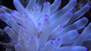 Condylactis gigantea Gigant sea anemone [upl. by Htomit]