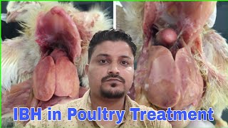 IBH in Poultry Treatment  IBH Bimari me kya Kare [upl. by Newcomb365]