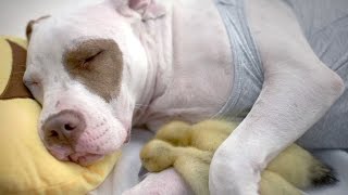 This Rescue Dog Adopted Two Abandoned Ducklings [upl. by Dulcy]