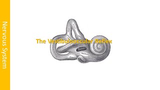 The Vestibulooocular Reflex [upl. by Ociredef193]