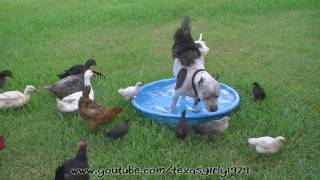 wwwHelensPetscom Pit Bull Sharky with 2 Month old Chicks in 899 Doggie Pool [upl. by Barabas565]