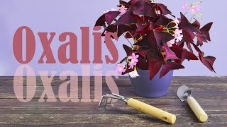 HOW to PROPAGATE OXALIS Triangularis by dividing  Watering tips [upl. by Ttelracs696]