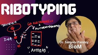 Ribotyping typify bacteria by RNA analyses  see ARDRA also [upl. by Lail847]