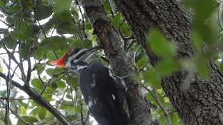 Pileated Woodpecker Pecking and Eating in South Florida [upl. by Roth]