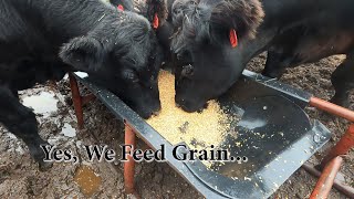 Grain Fed Beef for Taste amp Profit [upl. by Yclehc]