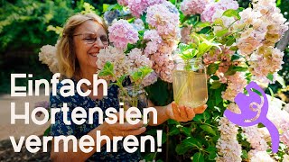 DIY Hortensien erfolgreich vermehren  Bewurzelungshilfe „Weidenwasser“ 🌱 [upl. by Pasia935]