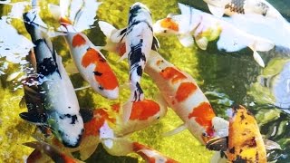 kolam ikan koi dengan sistem trickle filter [upl. by Rehttam]