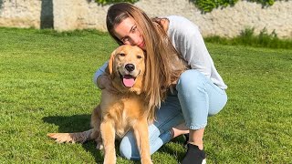 Our New Golden Retriever Puppy The First 6 Months at Home [upl. by Schoenburg77]