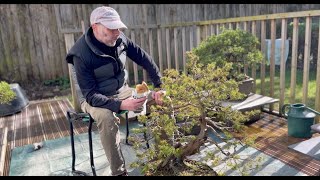 Juniper Rigida Bonsai Repotting [upl. by Beata305]