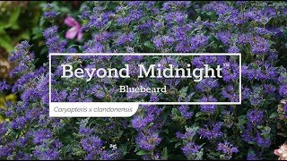 30 Seconds with Beyond Midnight™ Bluebeard [upl. by Moses758]