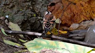 되새  Brambling [upl. by Razatlab903]