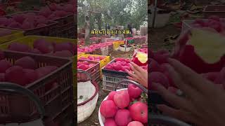 Harvesting apple fruit in store and test eat apple so fresh fruit natural videoshort [upl. by Lucia]