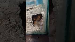 Favorite new spot hamsters hamsterhabitats hamster syrianhamster hamstersyrian [upl. by Livingston]