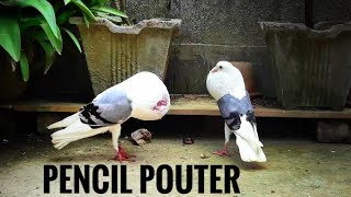 Fancy Pigeon  Part1  Voorburg Shield Cropper [upl. by Elawalo647]