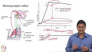 Monosynaptic Reflexes  Part 3 [upl. by Jacquelyn]