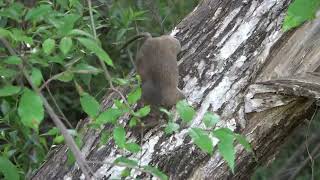 Woodrat at Lake Chabot RP for EBRPD Documentation [upl. by Rosene]