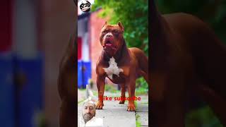 sinstral Hong Leong 🐶🐶🐶🐶🐶🐶🐶 doge lover like subscribedont mis end [upl. by Essirehs]