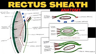 Rectus Sheath Anatomy  Complete  Abdomen Anatomy [upl. by Leahcimnaj41]