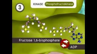 Glycolysis The Reactions [upl. by Ines]