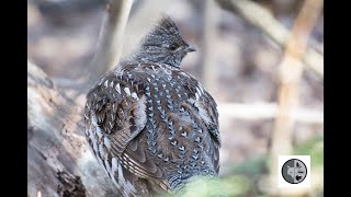 Gélinotte huppée furtiveStealthy Ruffed Grouse [upl. by Ajax78]