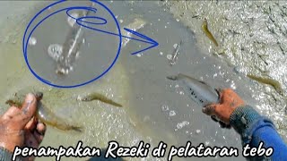 untungnya Nemu Rezeki berkececeran di pelataran tebo saat mencari ikan sisa panen 🤲 [upl. by Daraj]