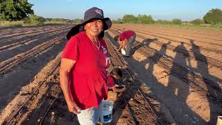 Nos mandó desde angostura el amigo Heraclio montoya planta de cebolla para doña Ramona y Rosario [upl. by Grindle49]