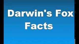 Darwins Fox Facts  Facts About Darwins Foxes [upl. by Anavoj]