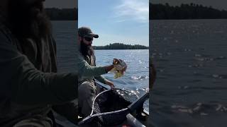 Pike 7 of 8 on the day Perch crankbait did the trick pikefishing fishingvideo fishing fish [upl. by Corny773]