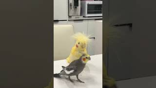 Adorable Cockatiel Parrot Sings and Whistles Melodious Tunes😍 [upl. by Trenna]