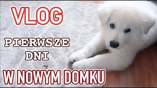 VLOG  SZCZENIAK  PIERWSZE DNI W DOMU 🤩 [upl. by Astri]