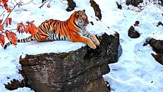 Amur Tiger The Worlds Most Majestic Predator [upl. by Ilamad130]