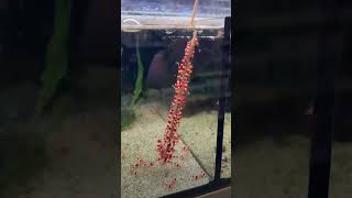 shrimps foods feediing to shrimp🔥🔥🔥 shrimp youtubeshorts shortvideos [upl. by Sheffie612]