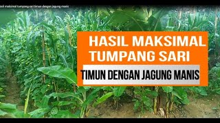 Sukses Menanam Timun tumpang sarikan dengan jagung manis [upl. by Ennahoj]