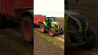 Claas Axion 800 pomme de terre 2024 🥔 [upl. by Kornher]