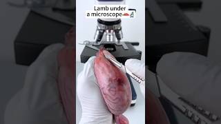 Lam under microscopechinesfood123 shortsfeed science ytshorts shortsvideo [upl. by Joliet]