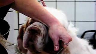 Williana Clumber Spaniel Club grooming DVD [upl. by Repohtsirhc]