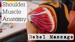 Shoulder Muscle Anatomy [upl. by Inohtna]