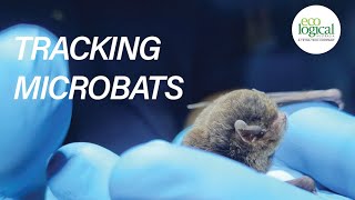 Tracking Microbats with Ecological Australia [upl. by Nerrot716]